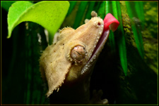 Crested Gecko