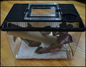 Simple Immature Crested / Gargoyle Gecko Enclosure