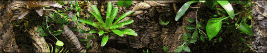 The Online Vivarium Builder