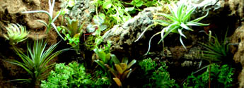 Custom Vivarium Background