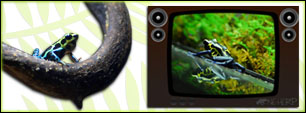 Audio & Video