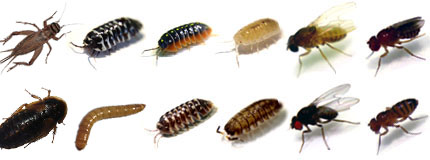 Crickets, Springtails, Isopods, Dubias For Sale In Connecticut