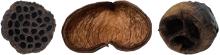 The Best Animal Safe Wood and Rocks For Bioactive Terrariums and Live Vivariums