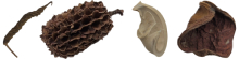 The Best Animal Safe Wood and Rocks For Bioactive Terrariums and Live Vivariums