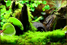NEHERP Vivarium Moss