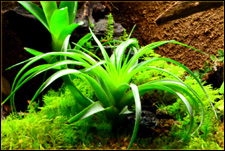 NEHERP Vivarium Moss