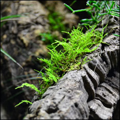 NEHERP Live Moss Slurry