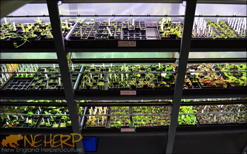 Growing animal safe plants