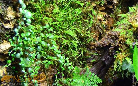 Epiphytic peperomia - Peperomia prostrata