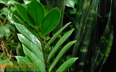 Live Plants For Leaf Tail geckos - Bioactive Terrarium