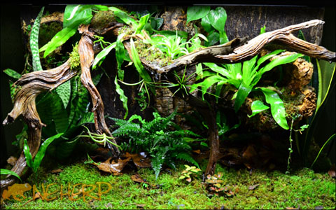 Live Plants For Leachianus - Live Vivarium