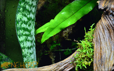 Live Plants For Rhacodactylus Geckos - Live Vivarium