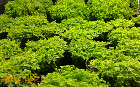 Pesticide free Selaginella for Reptiles and Amphibians