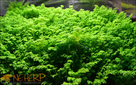Selaginella grown for bioactive terrariums