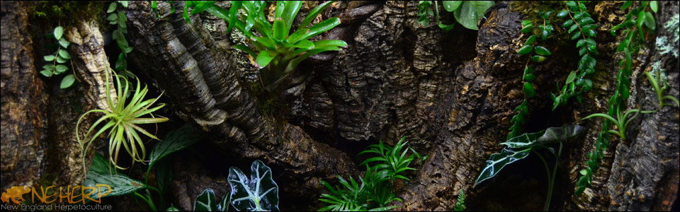 Custom Bioactive Terrarium With Tillandsia Air Plants