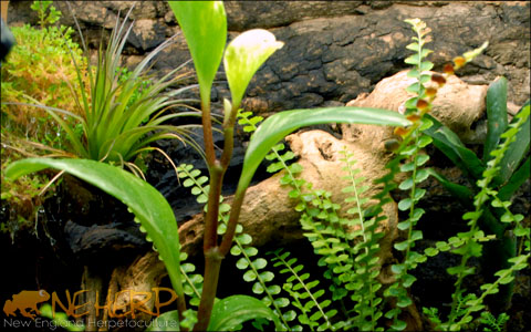 Growing Tillandsia Air Plants In A Bioactive Terrarium