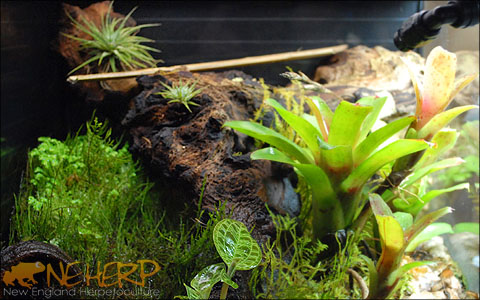 Terrarium Air Plants For Sale