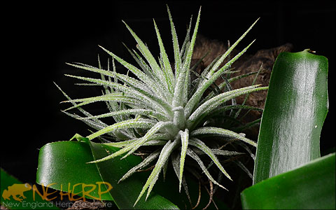Vivarium Air Plants For Sale