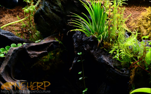 Reptile And Amphibian Safe Tillandsia Air Plants