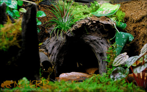 Going Bioactive With Air Plants In A Terrarium