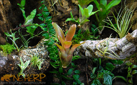 Growing Bromeliads In Bioactive Terrarium