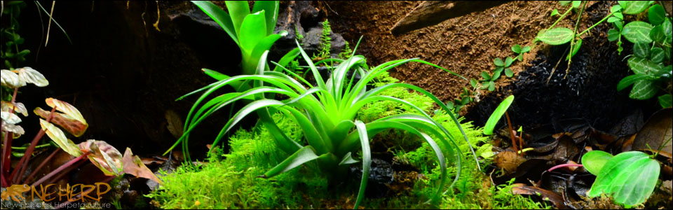 Custom Live Vivarium With Tillandsia Air Plants