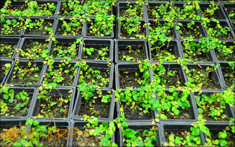 Trailing plants safe for animals