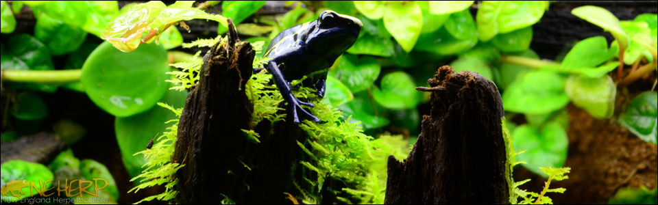 Plants for live vivarium backgrounds