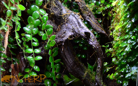 Hanging vines for bioactive terrariums
