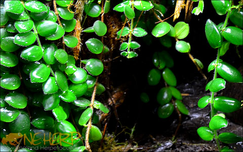 Hanging plant for live vivariums