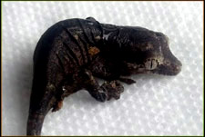 Gargoyle Gecko Hatchling