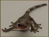 Fiesty Crested Hatchling