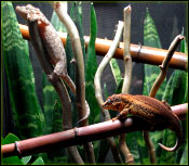 Introducing Geckos