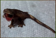 Crested Gecko Hatchling