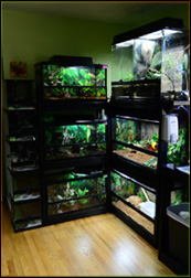 Gecko Breeding Racks