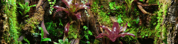 Bioactive Vivarium Kits