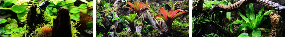 NEHERP Vivarium Consultation