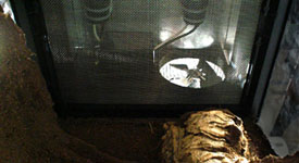 Custom Terrarium Building Consultation Service