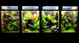 Custom Bioactive Terrarium Design Consultation Service