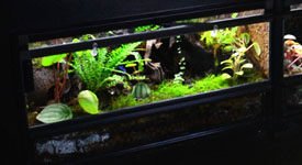 Professional Consultation Services For Live Vivariums