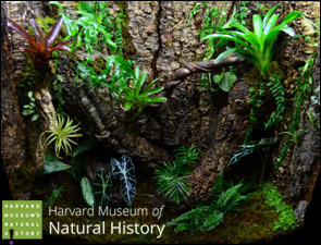 Vivarium Built For Harvard Museum of Natural History