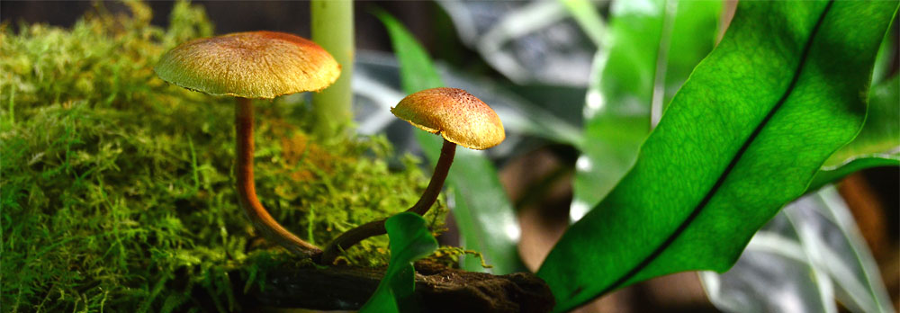 NEHERP Custom Vivarium Builder