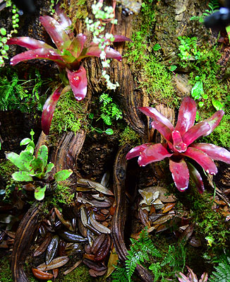 Dart frog bio active enclosure