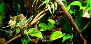 We Build Crested Gecko Vivariums
