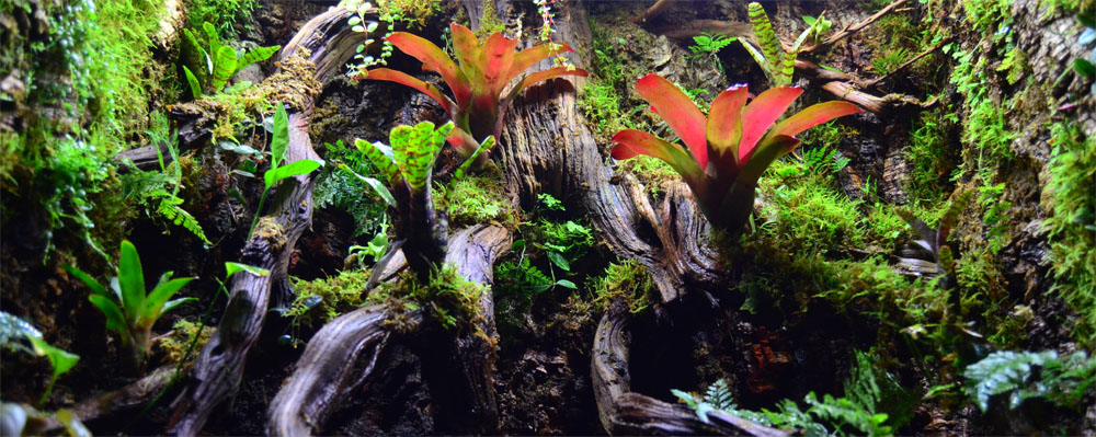 NEHERP Custom Vivarium Builder