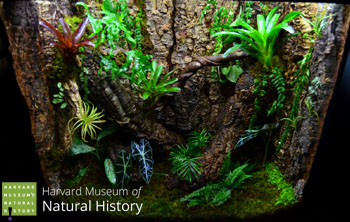 Vivarium Built For Harvard Museum of Natural History