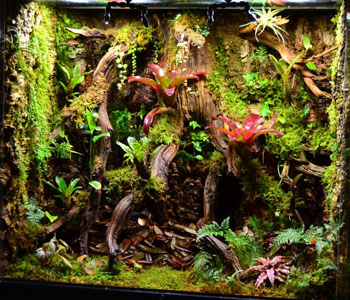 Vivarium Built By NEHERP