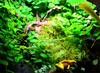 Dart frog bio active enclosure