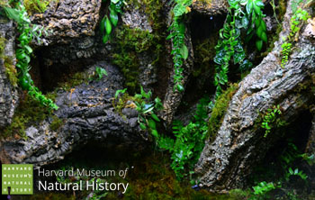 Vivarium Built For Harvard Museum of Natural History