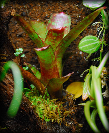 Neoregelia in live vivarium